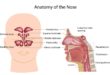 Understanding the Nasal Anatomy
